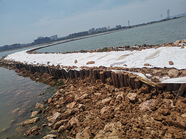 河道松木樁