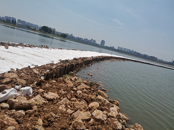 河道松木樁